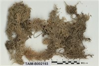 藏品(中位泥炭苔)的圖片